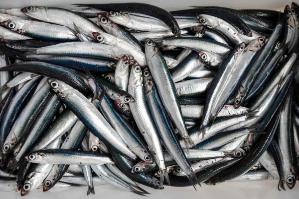 how anchovies are typically preserved