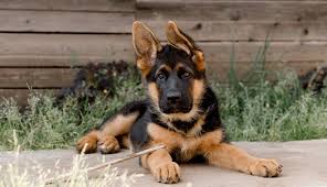 german shepherd puppies