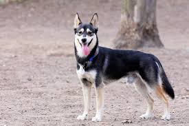 Husky German Shepherd Mix