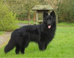 Black German Shepherd